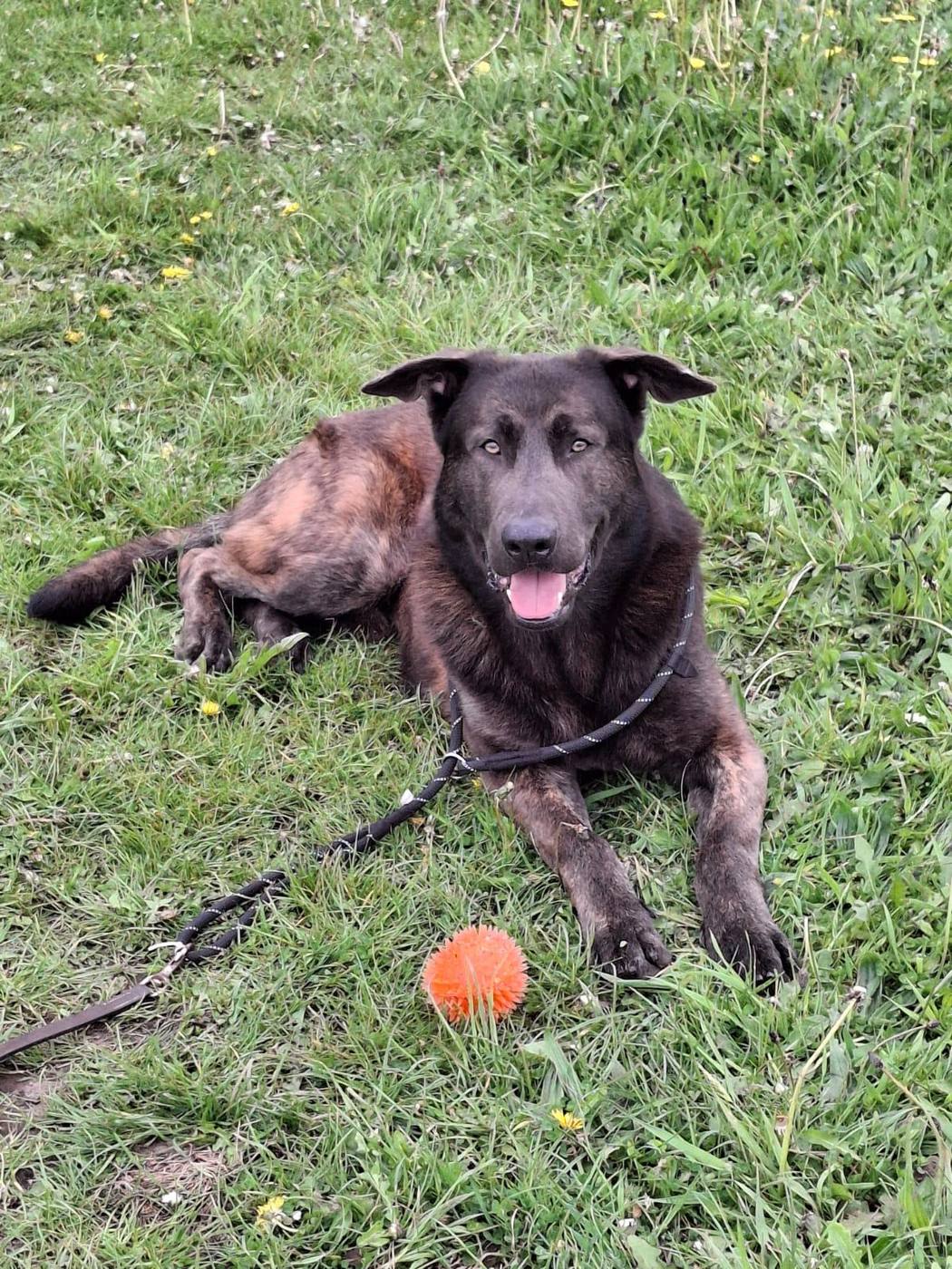 A rescue dog relaxing on the grass with a ball