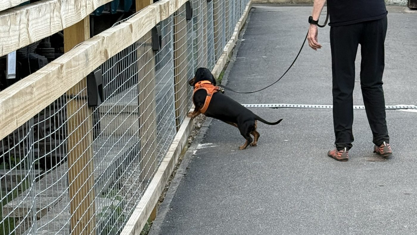 A dachshund searching along a fence line during a scent detection session
