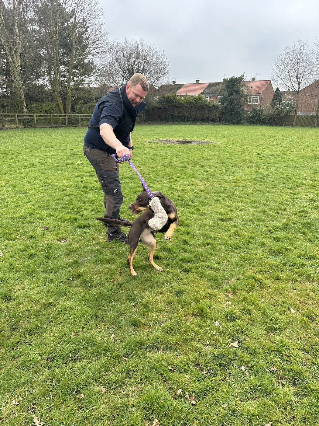 Dec playing tug with a kelpie on a training field