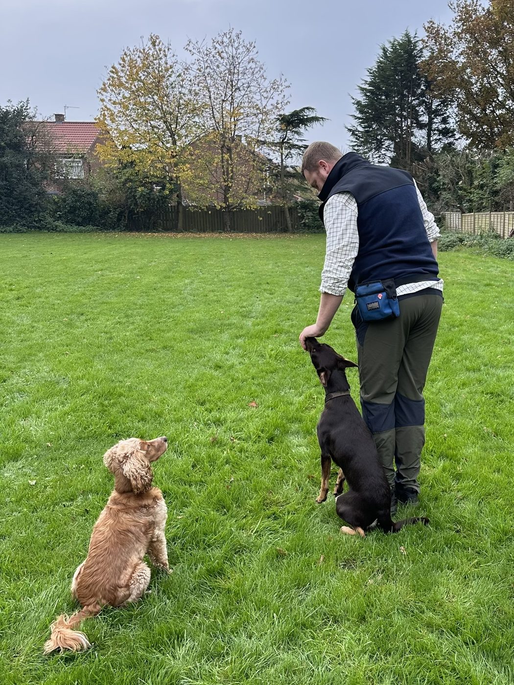 Dec training a kelpie and a curly-coated dog in a field