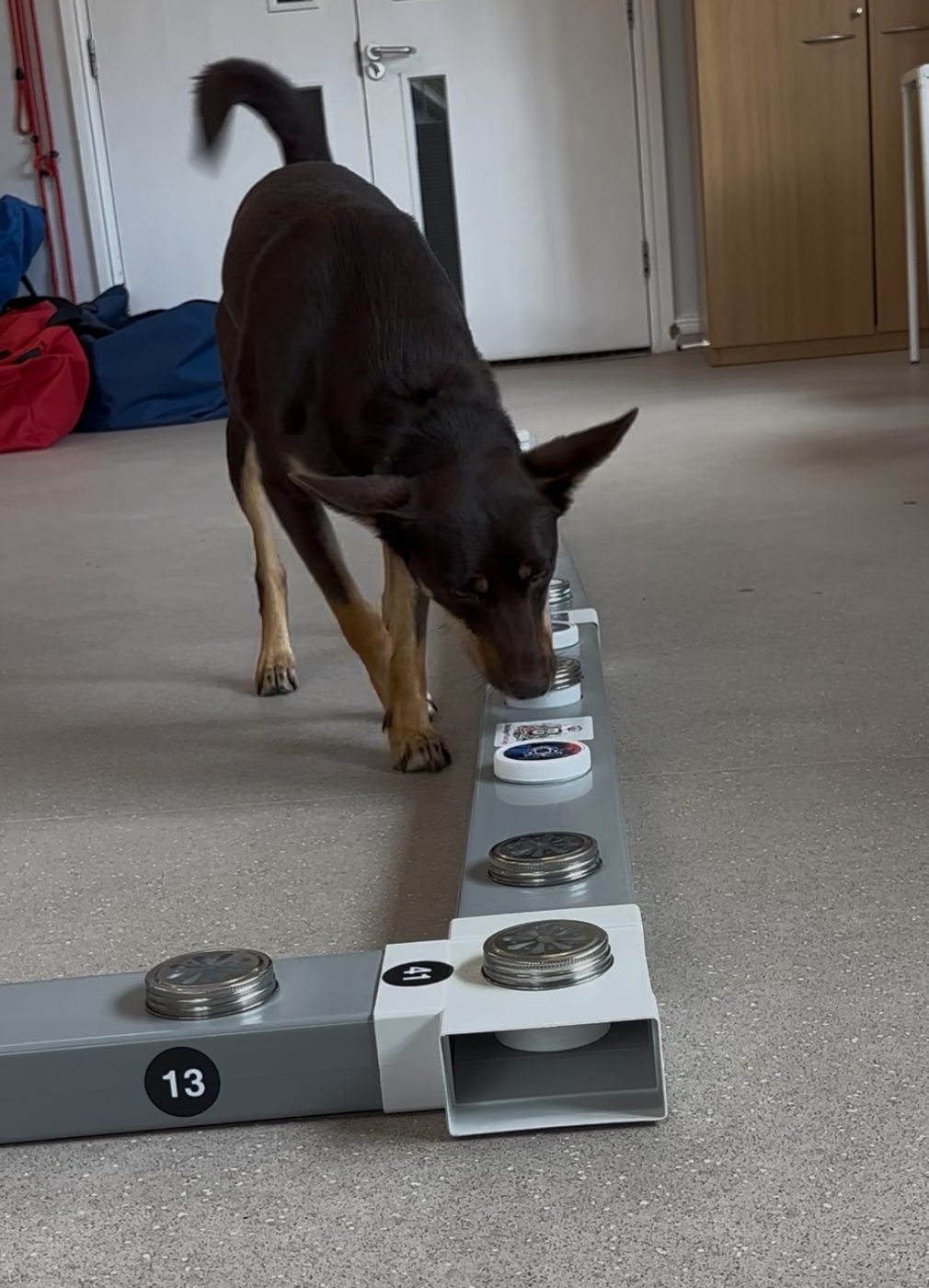 A kelpie searching a line of scent containers indoors