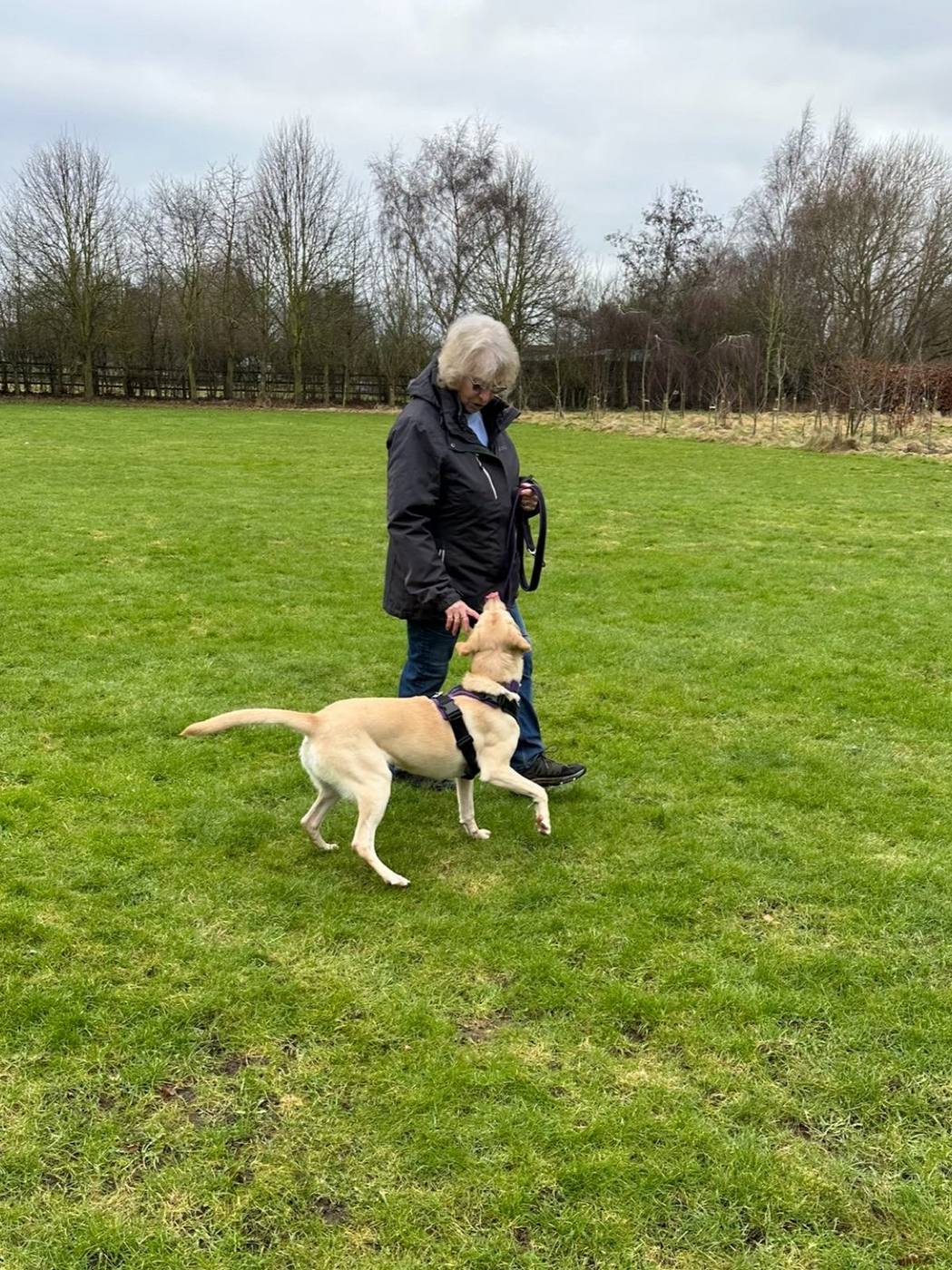An owner walking her yellow Labrador on a training field