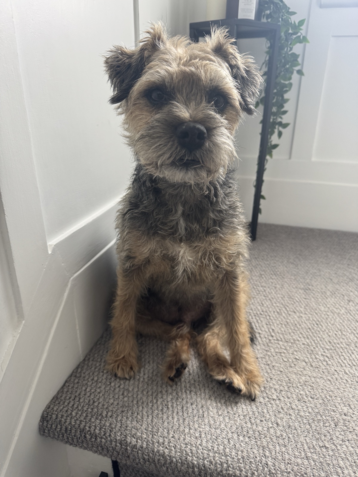 A border terrier sitting on a grey carpet, looking at the camera