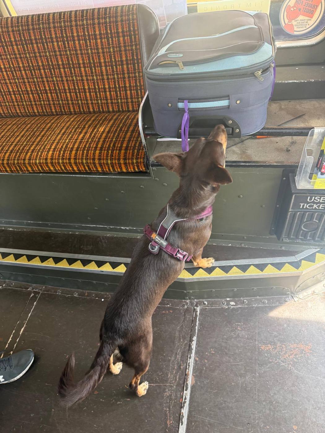 A small dog up on its hind legs checking a suitcase on a vintage bus during a search day